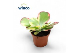 Kalanchoe thyrsiflora Kalanchoe Thyrsiflora Variegataoverig pp