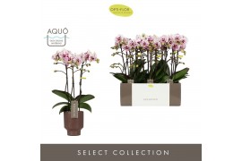 Phalaenopsis multiflora Exclusivo Athena 3 spike in Emilia Brown Aquo2