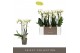 Phalaenopsis multiflora wit Optimost Helios 3 spike35 bl. 3 tak/plnt 5 