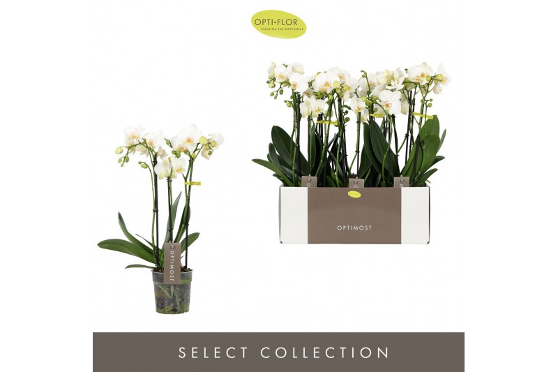 Phalaenopsis multiflora wit Optimost Helios 3 spike35 bl. 3 tak/plnt 5 
