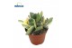 Crassula ovata variegata 
