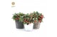 Gaultheria procumbens big berry Gaultheria pr. Big Berry® P15 in Added 