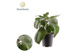 Kalanchoe Sunny mix Kalanchoë Pinnata Zanzibar 1 pp