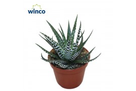 Haworthia fasciata big band