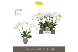 Phalaenopsis wit Theatro Jazz 4 spike in Emilia Green Aquo 21 bl. 4 ta