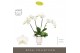 Phalaenopsis wit Theatro Jazz 4 spike in Emilia White Aquo 21 bl. 4 ta 