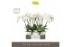 Phalaenopsis wit Theatro Jazz 4 spike in Emilia White Aquo 21 bl. 4 ta 