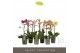 Phalaenopsis mix multiflora Optimost & Exclusivo Mix 2 spike 15 bl. 2  