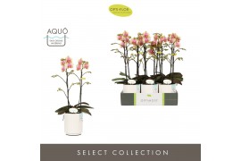 Phalaenopsis multiflora geel Optimost Belle Helene 2 spike in Molise W