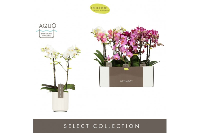 Phalaenopsis mix multiflora Optimost Mix 2 spike in Molise White Aquo  