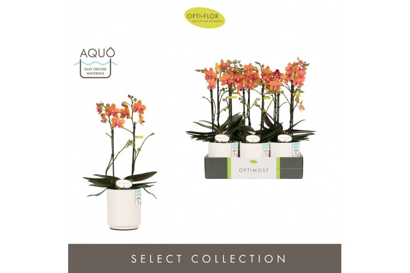 Phalaenopsis multiflora paprika Optimost Paprika 2 spike in Molise Whi 