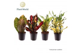 Codiaeum variegatum Croton gemengd kopstek 7 cm 2 pp