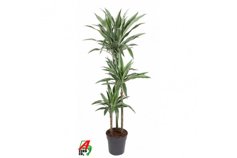 Dracaena fragr. der. warneckei Dracaena Warneckei 90-60-30pp 