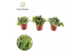 Doryopteris cordata Tiny Doryopteris cordata