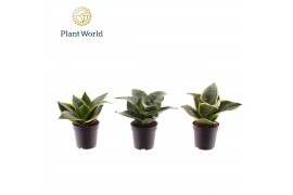 Sansevieria trifasciata Sansevieria gemengd dwarf 7 cm