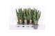 Sansevieria zeylanica Sansevieria zeylanica XL 