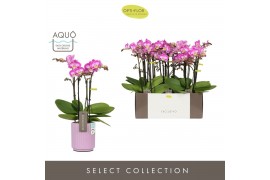 Phalaenopsis multiflora roze Exclusivo Cupido 4 spike in Lilac Molise 