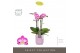 Phalaenopsis multiflora roze Exclusivo Cupido 4 spike in Lilac Molise  