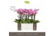 Phalaenopsis multiflora roze Exclusivo Cupido 4 spike in Lilac Molise  