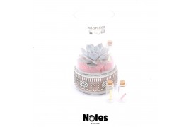 Arrangementen succulenten ROOTLESS Echeveria mix, Deer pot and glass p