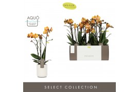 Phalaenopsis multiflora anthura las vegas Exclusivo Las Vegas 3 spike 