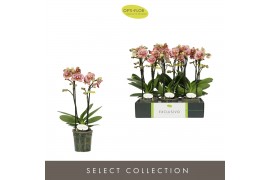 Phalaenopsis multiflora geel Exclusivo Tama 2 spike 18 bl. 2 tak/plnt 