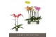 Phalaenopsis mix Optistar Hollywood Mix 2 spike 50 cm 15 bl. 2 tak/pln 