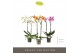 Phalaenopsis mix Optistar Hollywood Mix 2 spike 50 cm 15 bl. 2 tak/pln 