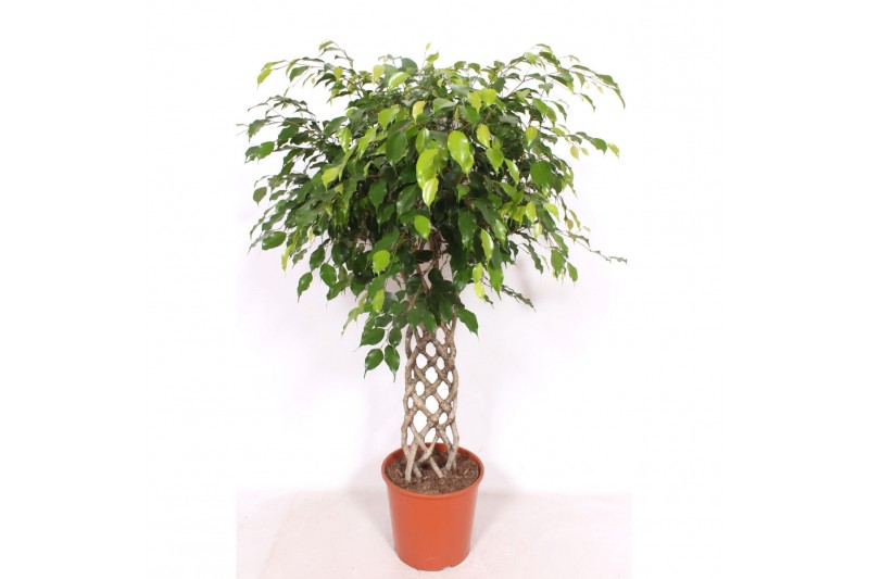 Ficus benjamina exotica Ficus Exotica4 pp 