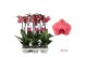 Phalaenopsis asian coral Phalaenopsis Asian Coral - 2 tak 70cm (Quattr 