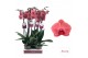 Phalaenopsis asian coral Phalaenopsis Asian Coral - 2 tak 70cm (Quattr 