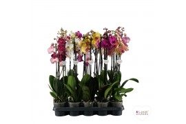 Phalaenopsis mix Phalaenopsis mix - 3 tak 80cm (Quattro)22 bl. 3 tak/p