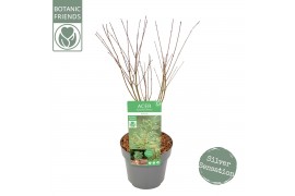 Acer palmatum butterfly Acer palm. Butterfly