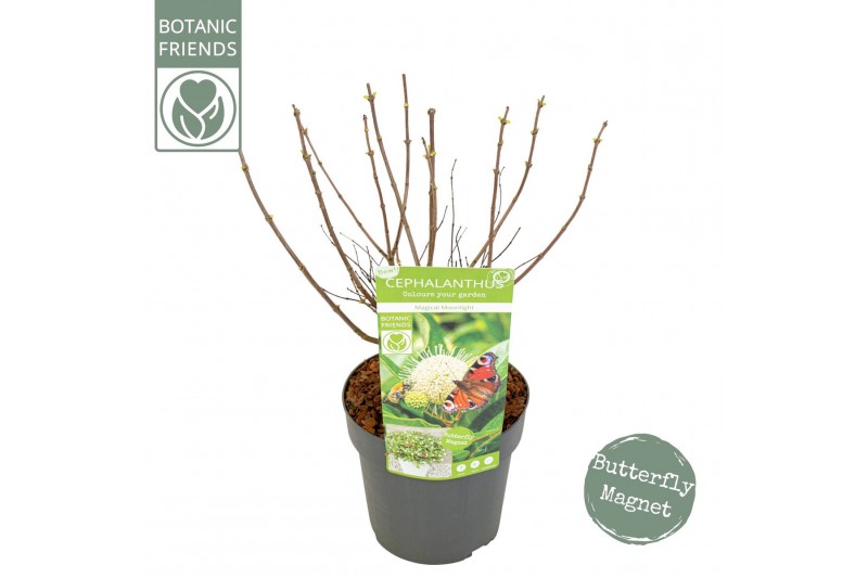Cephalanthus occidentalis Cephalanthus Magical Moonlight ® 