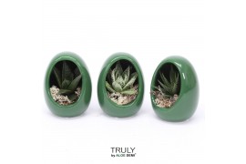 Arrangementen succulenten TRULY Haworthia, Gasteria, Egg Green1 pp