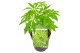 Schefflera Schefflera Winter Jungle2 pp 