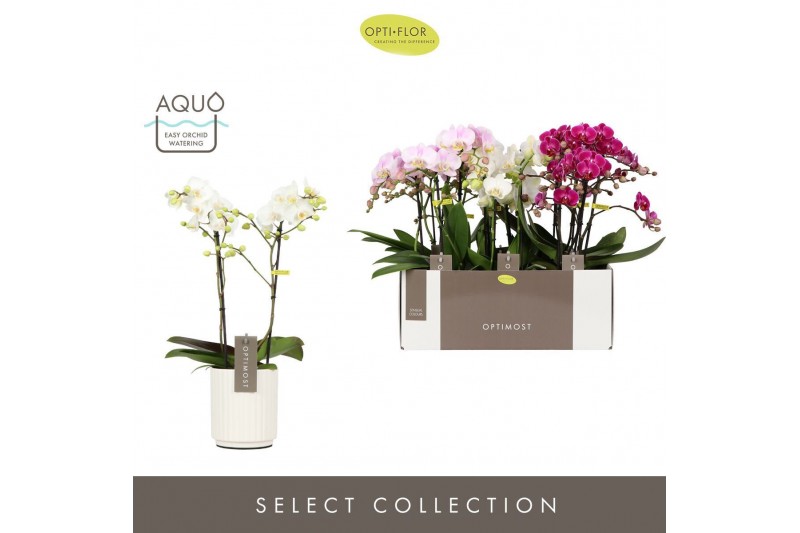 Phalaenopsis multiflora mix Optimost Sensual Mix 2 spike in Molise Whi 