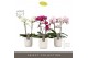 Phalaenopsis multiflora mix Optimost Sensual Mix 2 spike in Molise Whi 