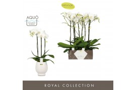 Phalaenopsis wit Bijoux Crystal 3 spike in Abruzzo White Aquo 24 bl. 3