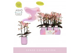 Phalaenopsis multiflora roze Aromio Oriental 3 spike in Molise Lilac A