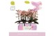 Phalaenopsis multiflora roze Aromio Oriental 3 spike in Molise Lilac A 