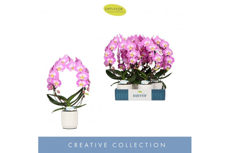 Phalaenopsis roze Mirror Miracle Kiara 2 spike in Lazio White 15 bl. 2 