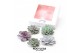 Arrangementen succulenten ROOTLESS Echeveria 5x 7-10 cm DIY box5 pp 