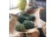 Arrangementen succulenten ROOTLESS Echeveria 5x 7-10 cm DIY box5 pp 