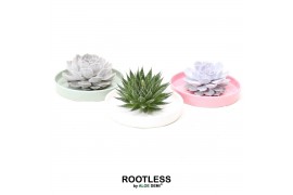 Arrangementen succulenten ROOTLESS Succulent, Octopus bowl1 pp