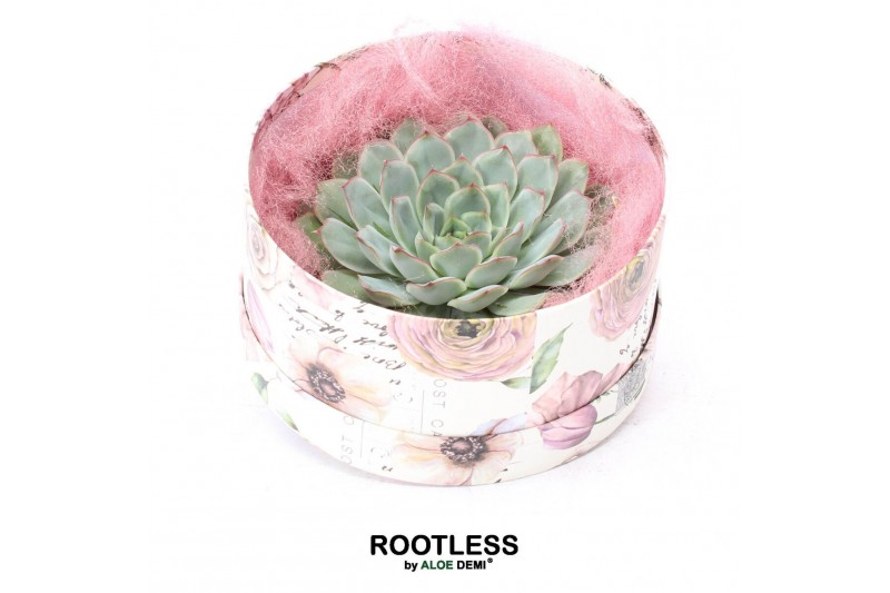 Arrangementen succulenten ROOTLESS Echeveria pulidonis, Love box1 pp 
