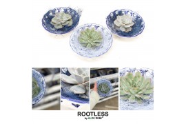 Arrangementen succulenten ROOTLESS Echeveria, Dutch Delft Blue bowl1 p