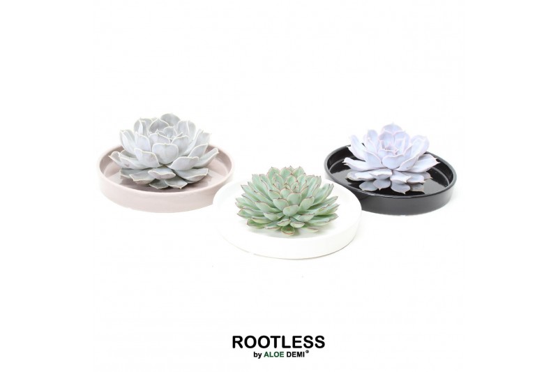 Arrangementen succulenten ROOTLESS Echeveria, Panda bowl1 pp 