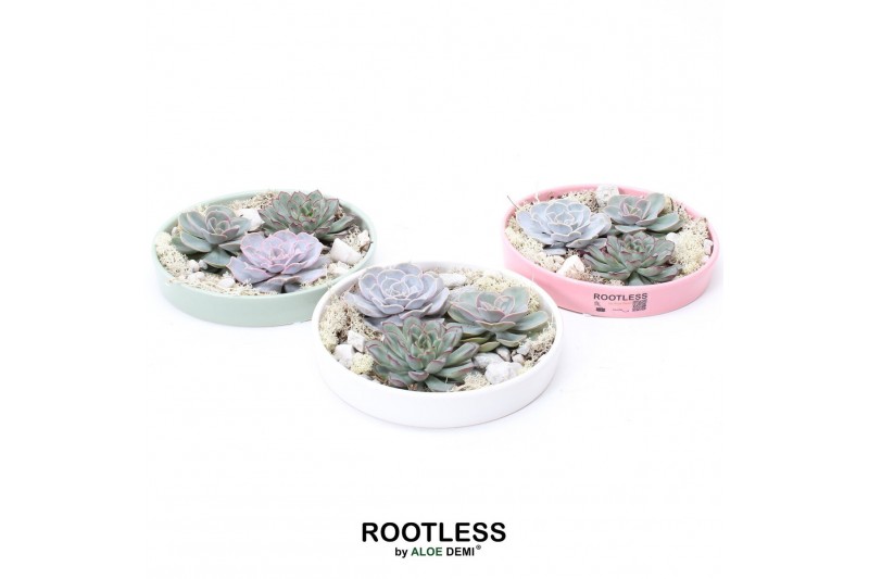 Arrangementen succulenten ROOTLESS Echeveria garden, Octopus bowl3 pp 