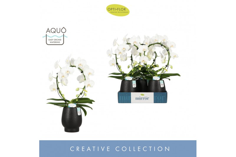 Phalaenopsis anthura madrid Mirror Miracle Aurora 2 spike in Abruzzo B 